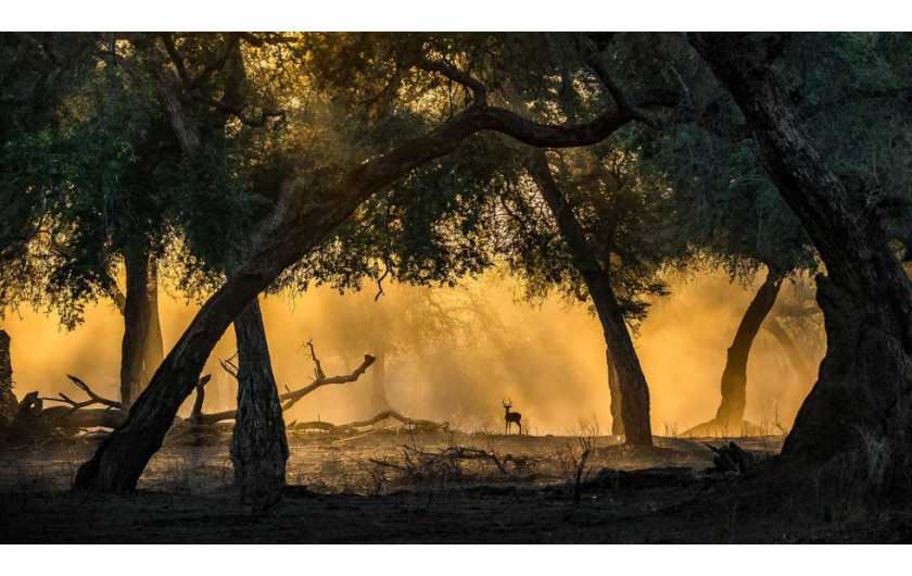 fot. Artur Stankiewicz, Golden light with Impala, wyróżnienie w kategorii Mammals