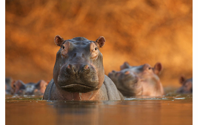 (c)David Fettes, Wielka Brytania, Rozlewisko hipopotamów