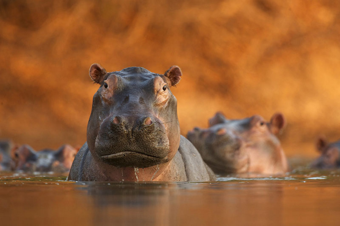 (c)David Fettes, Wielka Brytania, "Rozlewisko hipopotamów"