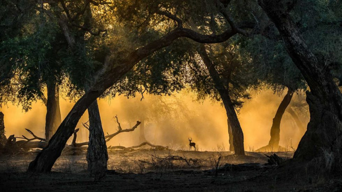 fot. Artur Stankiewicz, "Golden light with Impala", wyróżnienie w kategorii Mammals