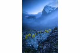 fot. Gabriel Eisenband, "Out of the Blue", 1. nagroda w kategorii Plants and Funghi / Wildlife Photographer pf the Year 2020 