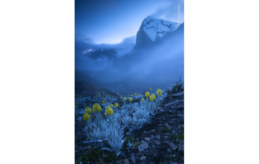 fot. Gabriel Eisenband, Out of the Blue, 1. nagroda w kategorii Plants and Funghi / Wildlife Photographer pf the Year 2020 