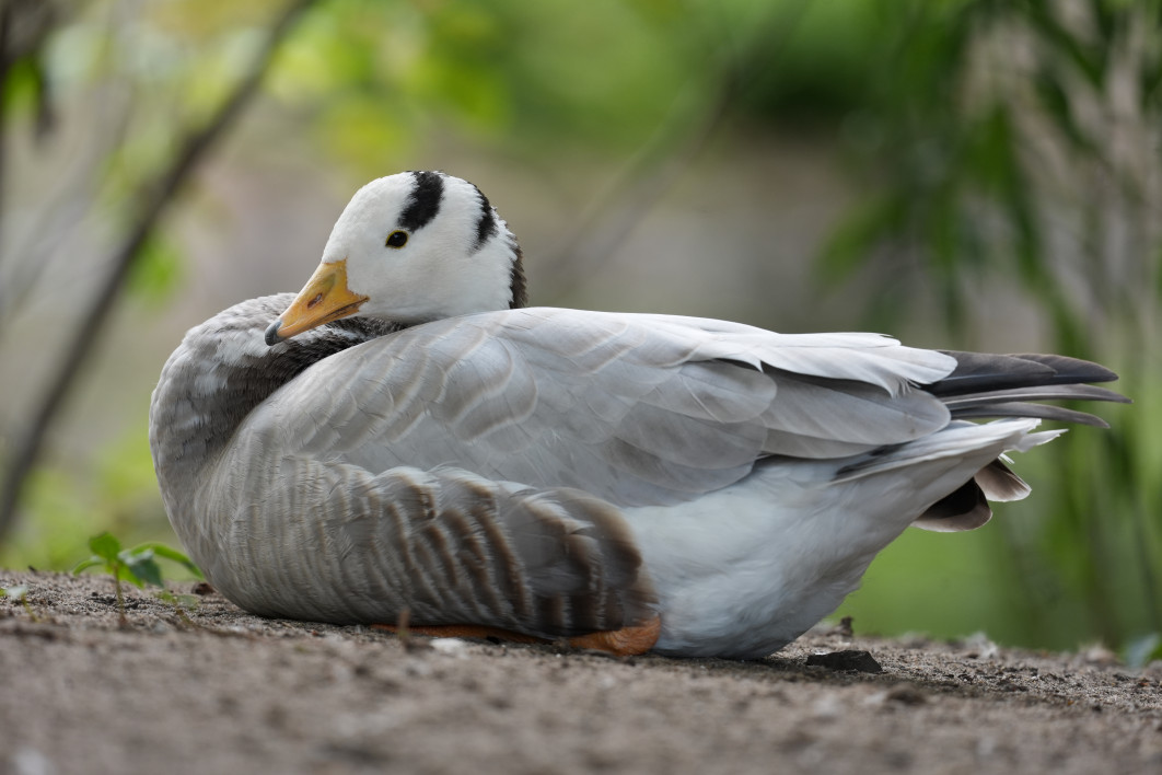 1/200 s, f/6.3, ISO 800, 600 mm