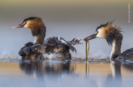 fot. Jose Luis Ruiz Jiménez, "Great crested sunrise", 1. nagroda w kategorii Behaviour: Birds / Wildlife Photographer pf the Year 2020 