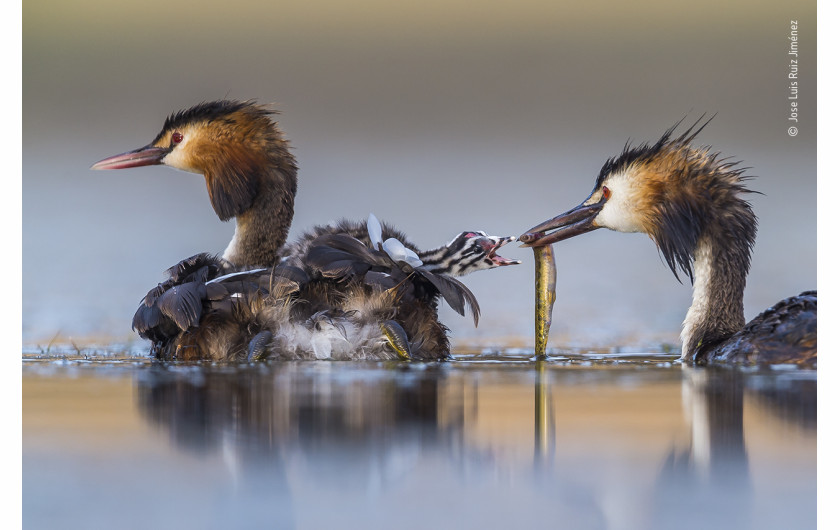 fot. Jose Luis Ruiz Jiménez, Great crested sunrise, 1. nagroda w kategorii Behaviour: Birds / Wildlife Photographer pf the Year 2020 