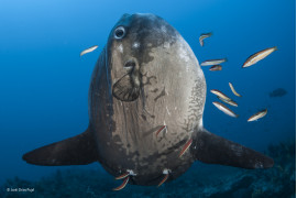 © Jordi Chias Pujol - Wildlife Photographer of the Year