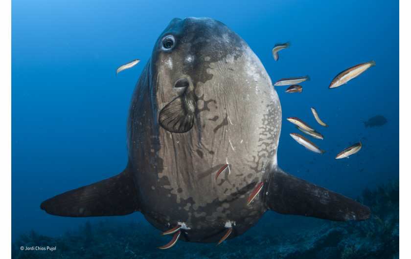 © Jordi Chias Pujol - Wildlife Photographer of the Year