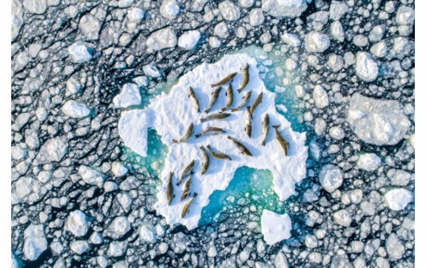 Florian Ledoux, Crabeater Seals on Ice, I miejsce w kategorii Wildlife