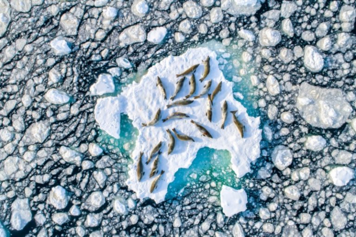 Florian Ledoux, "Crabeater Seals on Ice", I miejsce w kategorii "Wildlife"