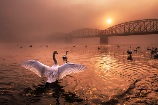 fot. Peter Cech, Greeting the Sun, 1. miejsce w kategorii Birds