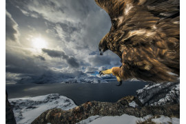 fot. Audun Rikardsen, "Golden Eagle landning", 2. miejsce w kategorii Birds