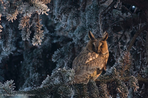 Wildlife Photographer of the Year 2013 - Polak nagrodzony