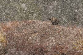 fot. Stefano Quirini, "Under the Snow...", 1. miejsce w kategorii Mammals