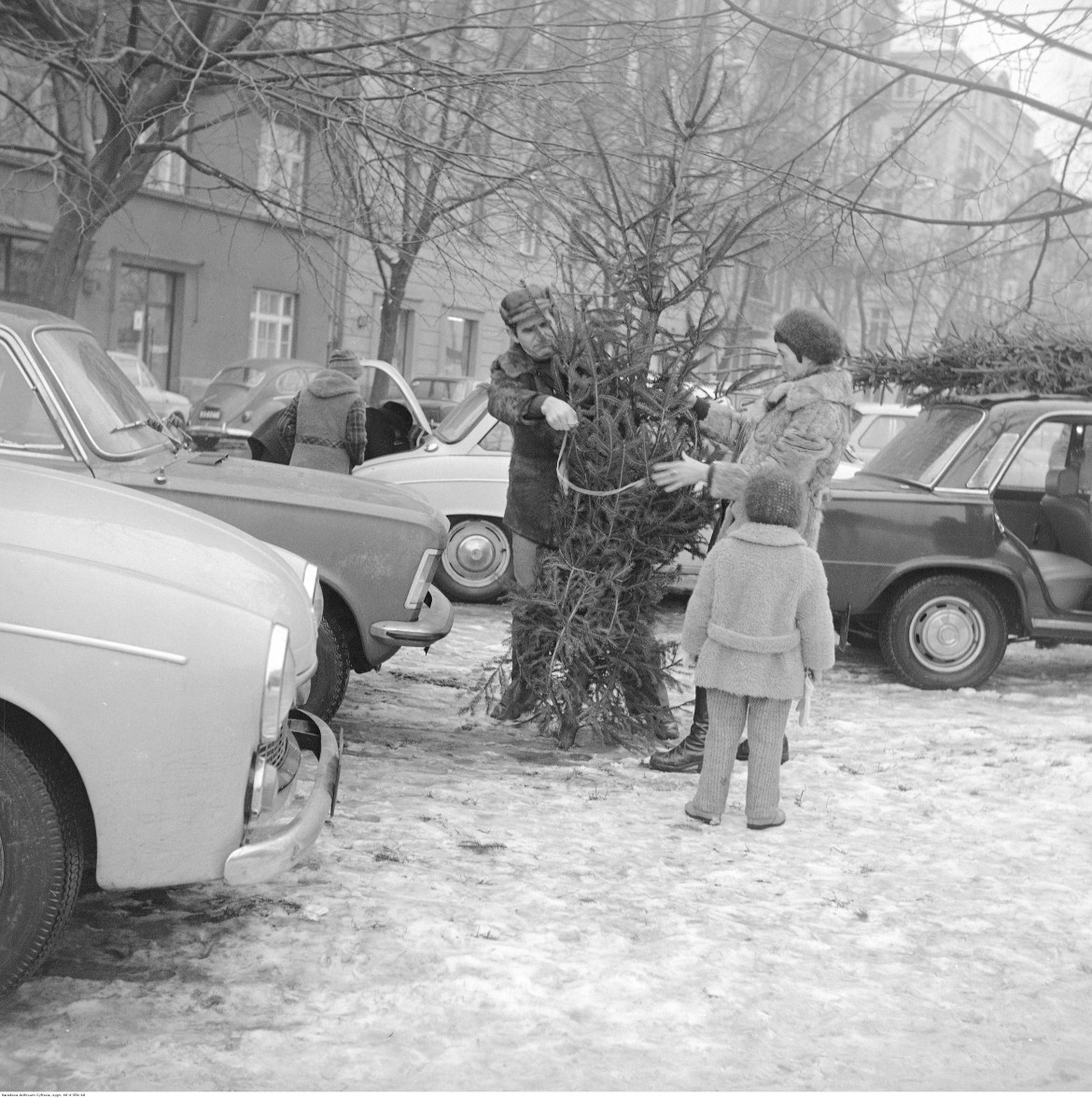 Mężczyzna i kobieta obwiązują sznurkiem choinkę. Widoczne samochody Fiat 125p i Syrena. W tle kamienice przy ul. Polnej 50 i 48, Warszawa, 1976 / Narodowe Archiwum Cyfrowe