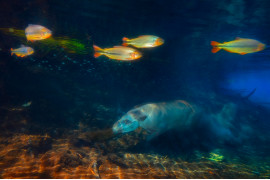 fot. Marcio Cabral, "Tapir Diver", 2. miejsce w kategorii Mammals