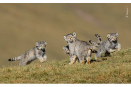 fot. Shanyuan Li, "When mother says run", 1. nagroda w kategorii Behaviour: Mammals / Wildlife Photographer pf the Year 2020 