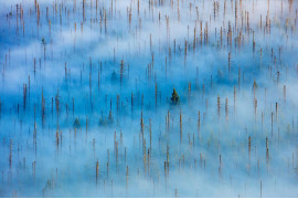fot. Radomir Jakubowski, "Dead Forest", 1. miejsce w kategorii Plants & Funghi