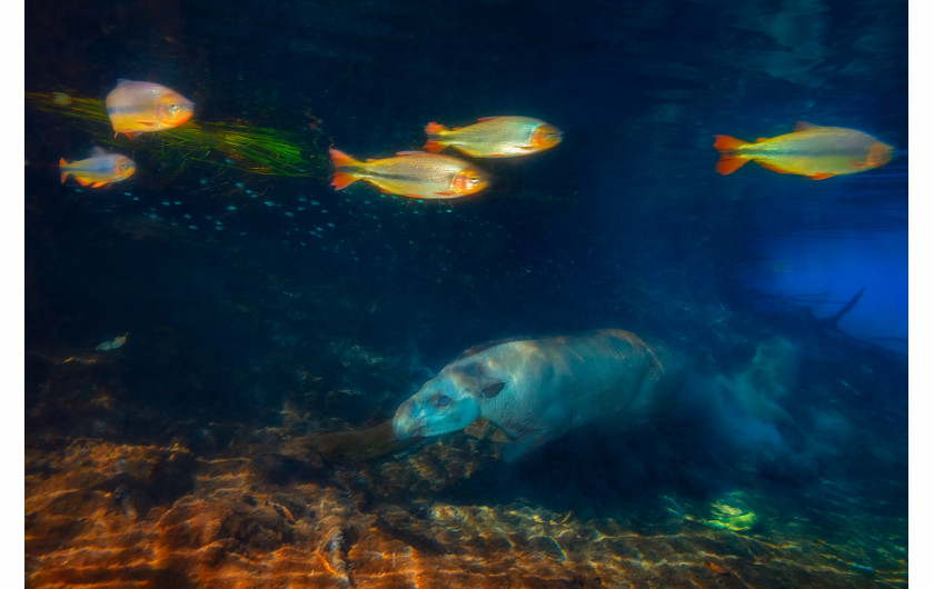 fot. Marcio Cabral, Tapir Diver, 2. miejsce w kategorii Mammals