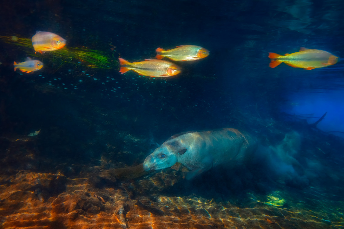 fot. Marcio Cabral, "Tapir Diver", 2. miejsce w kategorii Mammals