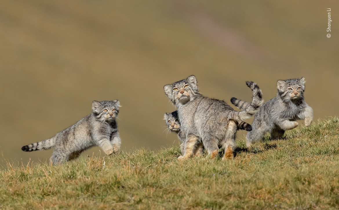 fot. Shanyuan Li, "When mother says run", 1. nagroda w kategorii Behaviour: Mammals / Wildlife Photographer pf the Year 2020 