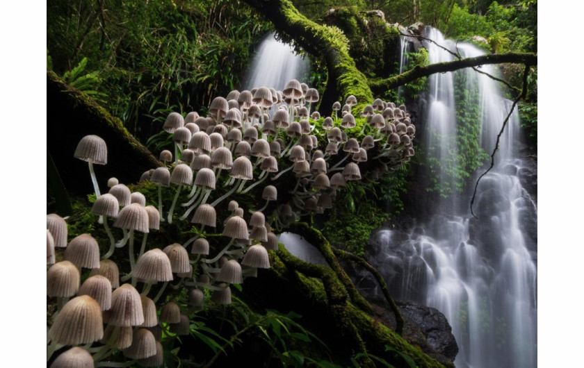 fot. Kevin DeVree, Enchanted Forest, 2. miejsce w kategorii Plants & Funghi