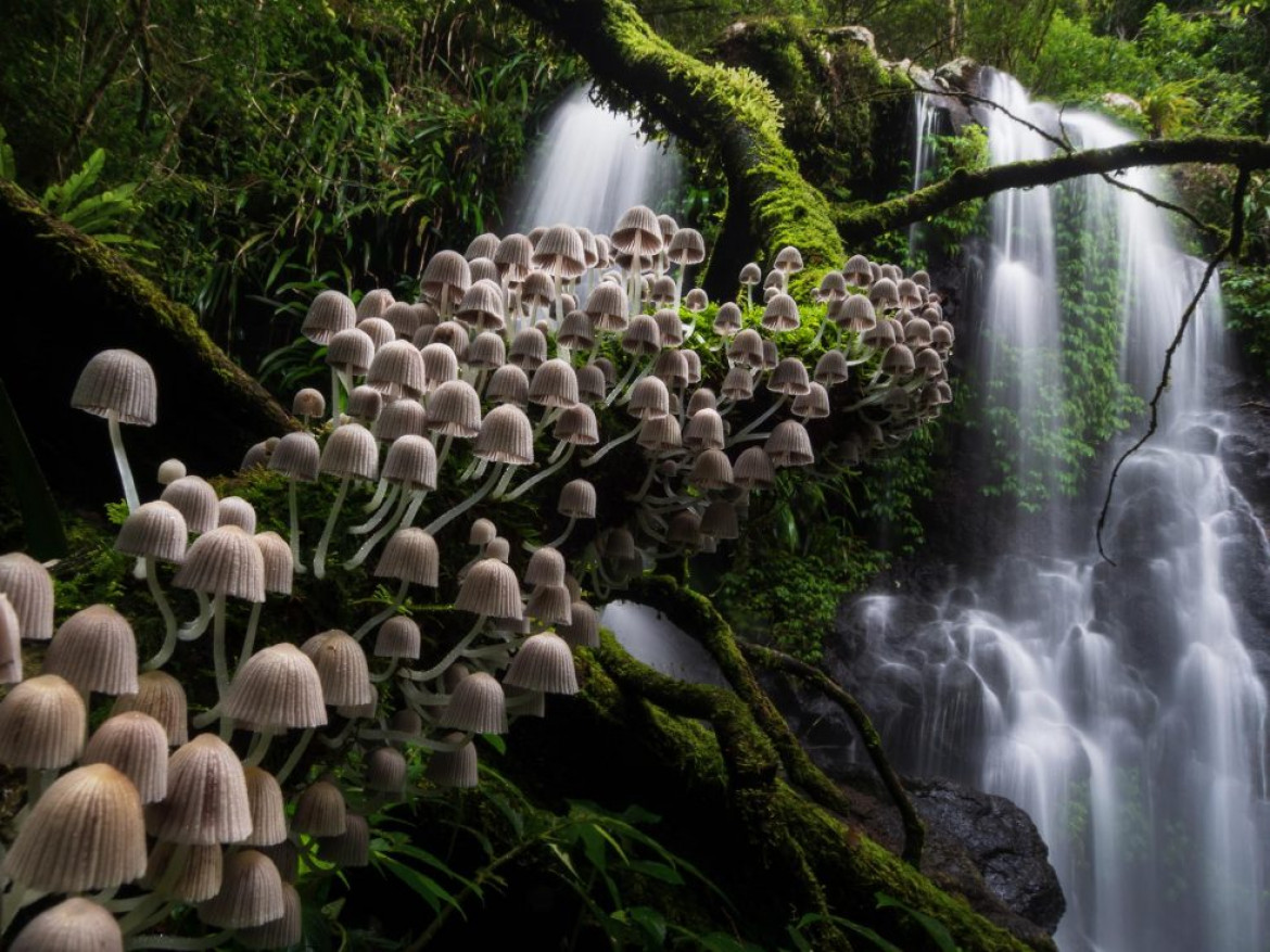 fot. Kevin DeVree, "Enchanted Forest", 2. miejsce w kategorii Plants & Funghi
