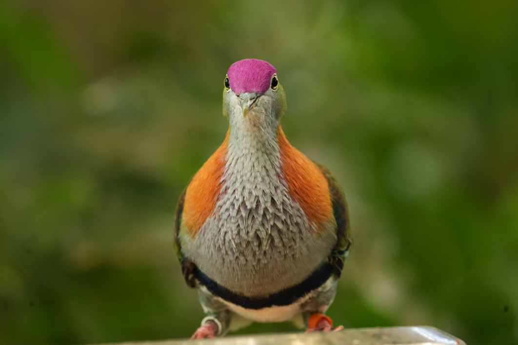 1/80 s, f/6.3, ISO 3200, 600 mm