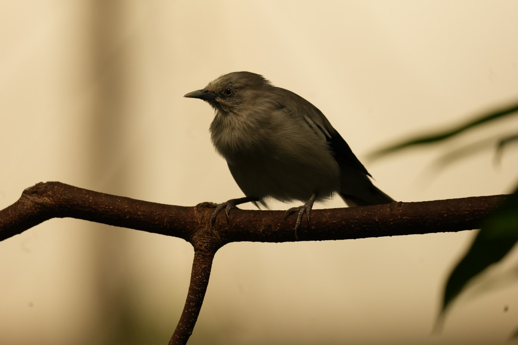 1/640 s, f/6.3, ISO 1600, 600 mm