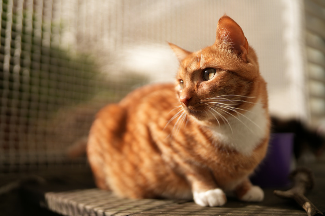 1/5000 s, f/1.2, ISO 100, 35.0 mm