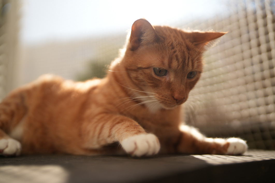 1/4000 s, f/1.4, ISO 100, 35.0 mm