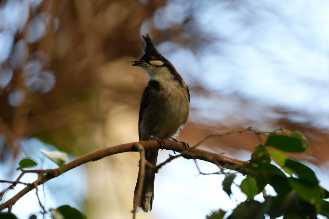 1/500 s, f/6.3, ISO 3200, 600 mm