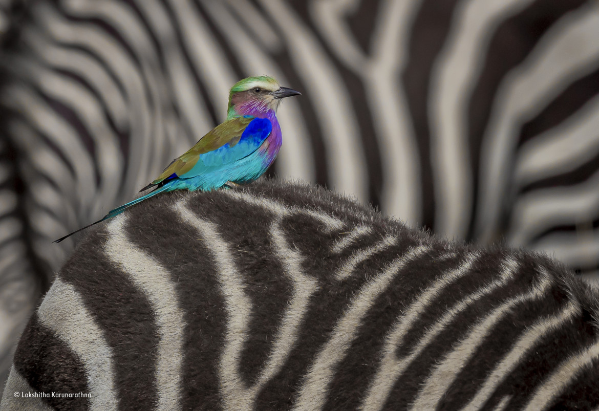 © Lakshitha Karunarathna - Wildlife Photographer of the Year