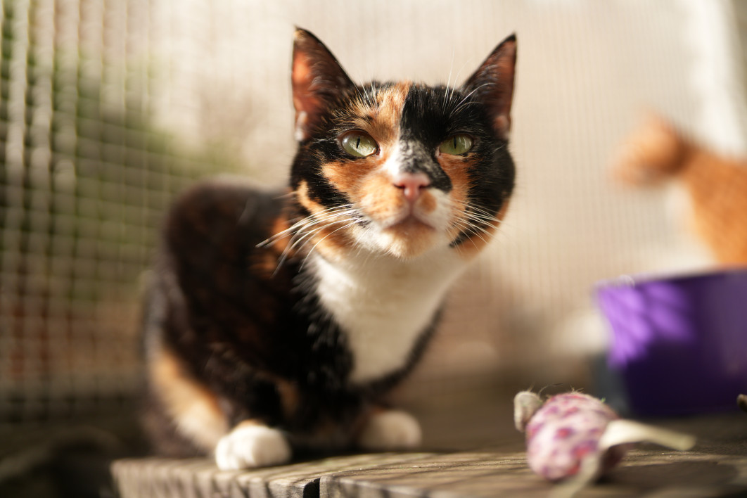 1/5000 s, f/1.4, ISO 200, 35.0 mm