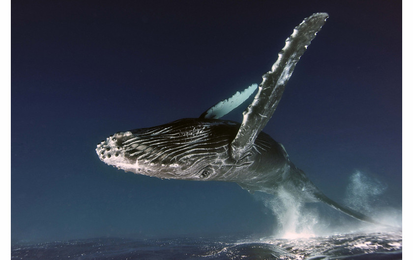 fot. Alexey Zozulya, Up in the Air, 1. miejsce w kategorii Underwater