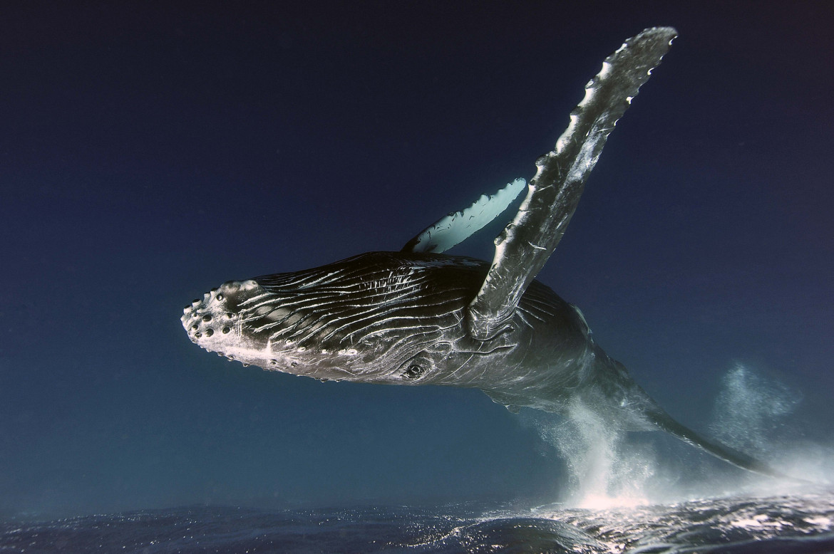 fot. Alexey Zozulya, "Up in the Air", 1. miejsce w kategorii Underwater