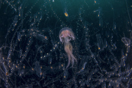 fot. Domenico Tripodi, "Dancing in the Light", 2. miejsce w kategorii Underwater