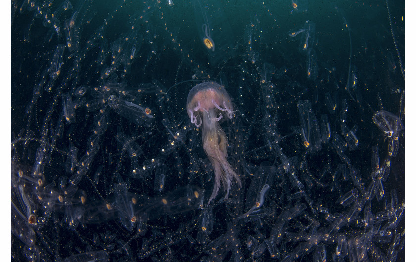 fot. Domenico Tripodi, Dancing in the Light, 2. miejsce w kategorii Underwater