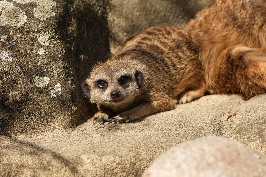 1/1000 s, f/8, ISO 800, 600 mm