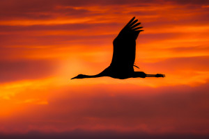 Sigma 500 mm f/5.6 DG DN OS Sports - opinia Wojciecha Sobiesiaka