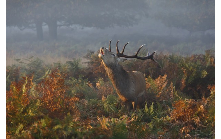 Prashant Meswani, wyróżnienie w kategorii Natura