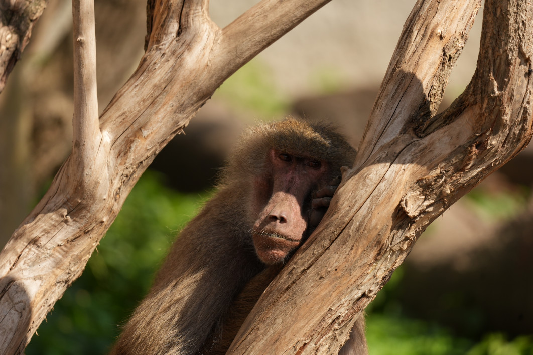1/800 s, f/6.3, ISO 400, 600 mm
