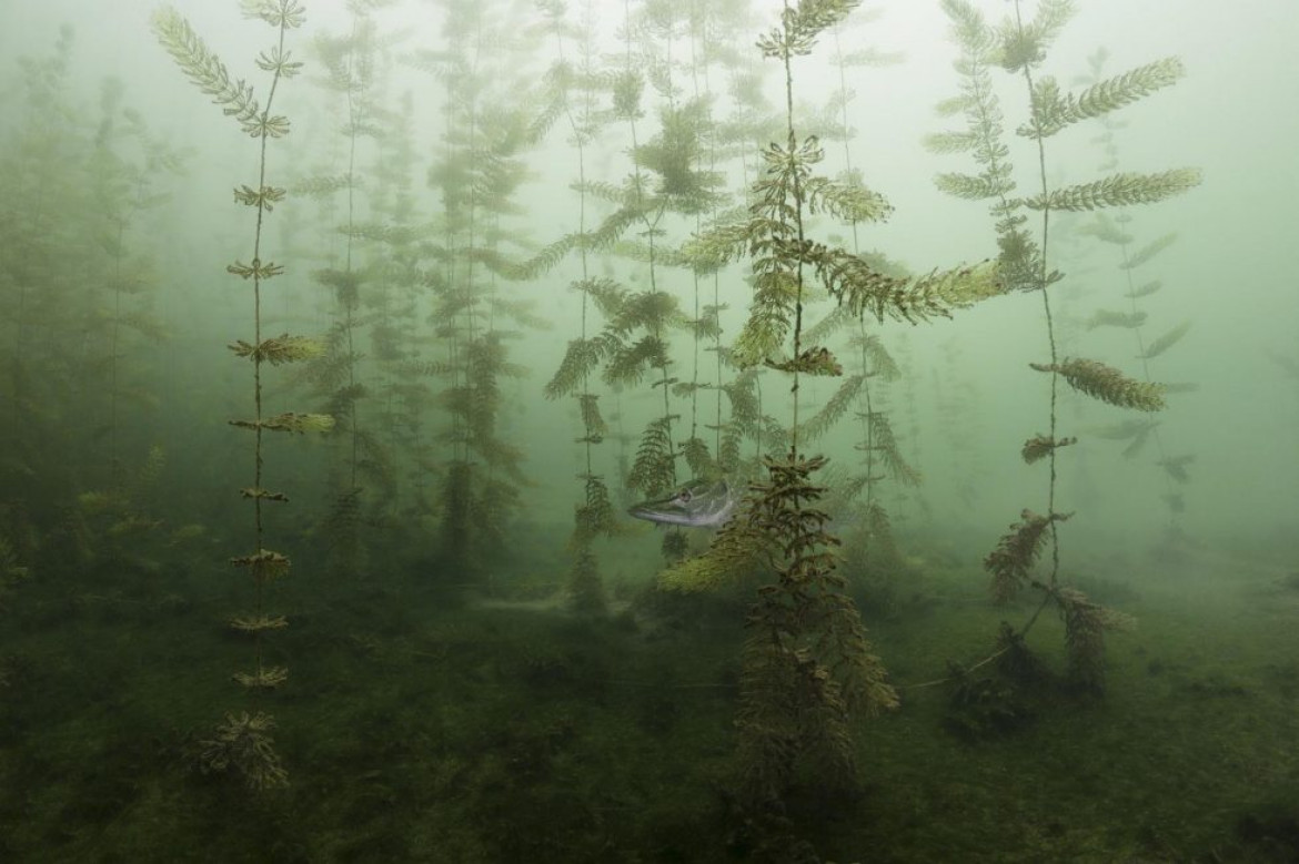 fot. Milos Prelevic, "In the Hiding", 1. miejsce w kategorii Underwater
