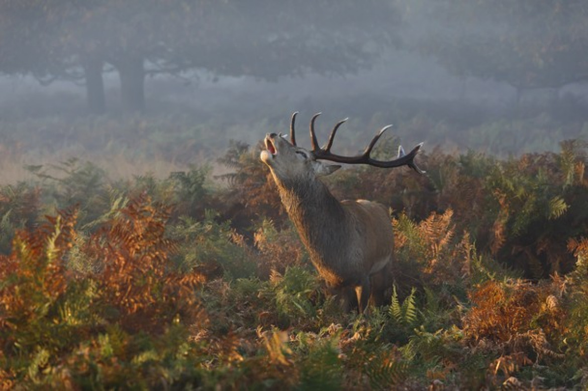 Prashant Meswani, wyróżnienie w kategorii "Natura"