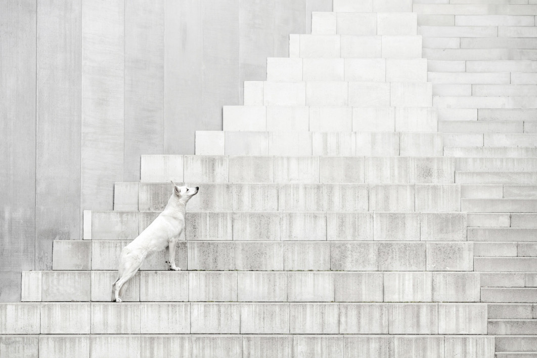 The Shape of Stillness, fot. Denisa Zbranková Albaniová, I miejsce w kategorii Portrait Outdoor, Dog Photography Awards 2025