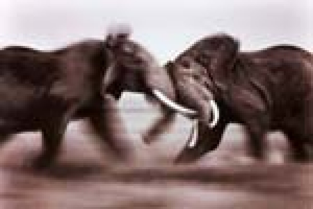 Fotografia dzikiej przyrody 2005