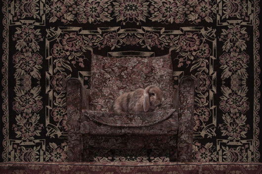 fot. Natalia Wiernik, The rabbit