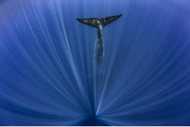 fot. Paul Goldstein, "Big Blue", wyróżnienie w kategorii Underwater