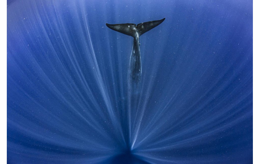 fot. Paul Goldstein, Big Blue, wyróżnienie w kategorii Underwater