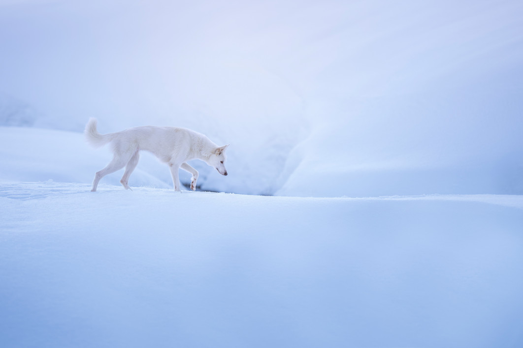 Roaming Through the Calm. fot. Samara Valent, II miejsce w kategorii Portrait Outdoor, Dog Photography Awards 2025