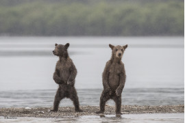 © Marco Urso - Wildlife Photographer of the Year